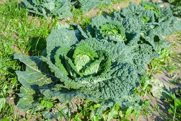 Savoy cabbage cultivation — Stock Photo, Image