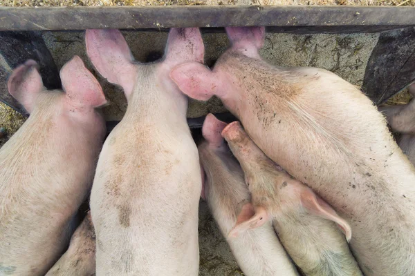 Свиньи во время кормления — стоковое фото