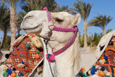 Mısır'daki renkli deve kafası