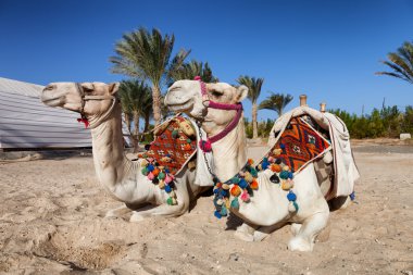 two colorful camels in egypt clipart