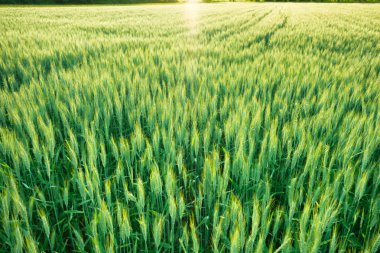 doğa arka planı yeşil buğday alanı