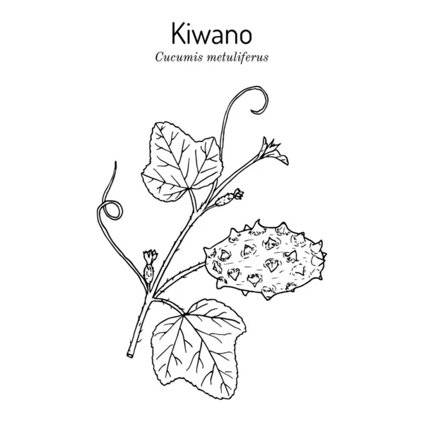 Kiwano. hand drawing vegetables — Stock Vector