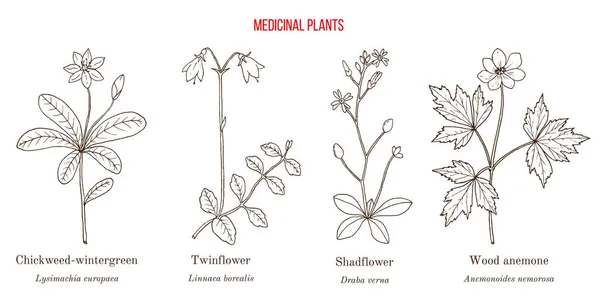Conjunto de plantas medicinales. Vector dibujado a mano — Vector de stock