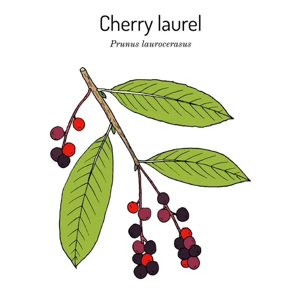 Inglés, o laurel de cereza Prunus laurocerasus, planta medicinal — Vector de stock