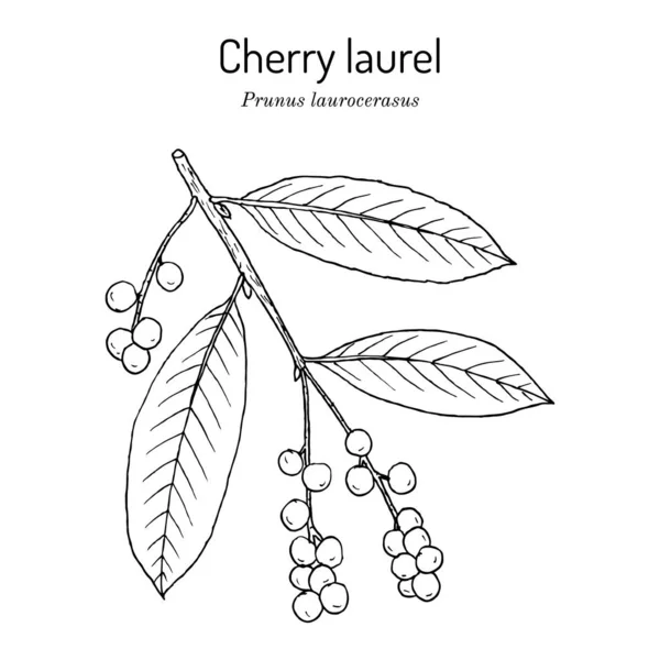 Inglés, o laurel de cereza Prunus laurocerasus, planta medicinal — Vector de stock