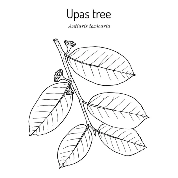 Upas árvore Antiaris toxicaria, planta venenosa —  Vetores de Stock