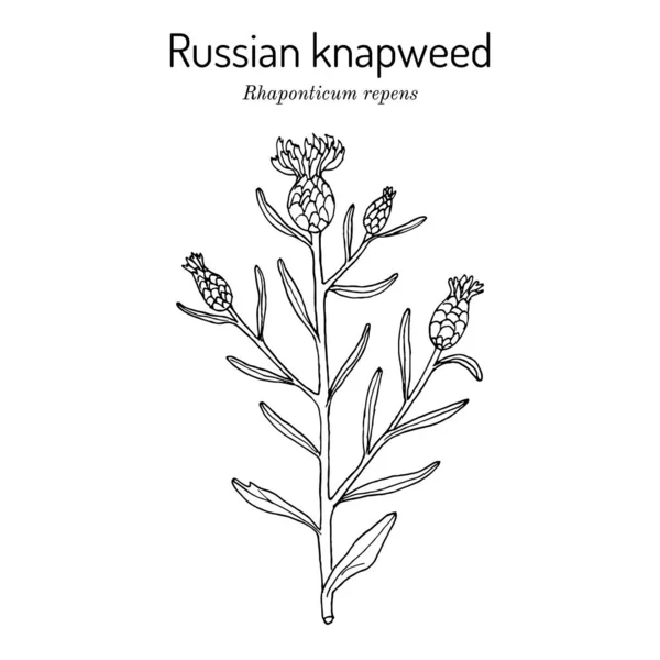 ロシアのナプウムギ｜Rhaponticum repens,薬用植物 — ストックベクタ
