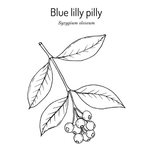 장면은 Satinash Blue Lilly Syzygium 장식용 식물이다 손으로 식물학 — 스톡 벡터