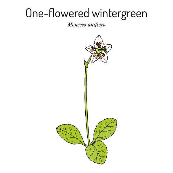 一朵花的冬青 或单一的喜悦Moneses Uniflora 药用植物 手绘植物矢量图解 — 图库矢量图片