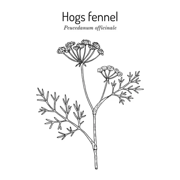 Hogs Hinojo Azufre Peucedanum Officinale Planta Medicinal Ilustración Vectorial Botánica — Archivo Imágenes Vectoriales