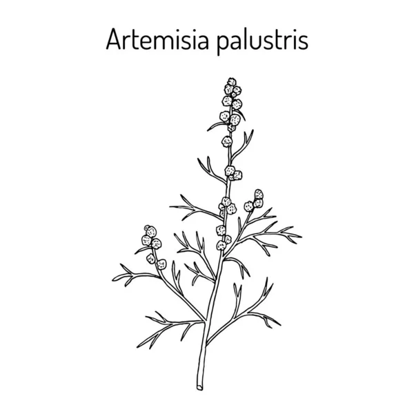 Artemisia Palustris Planta Medicinal Ilustração Vetorial Botânica Desenhada Mão — Vetor de Stock