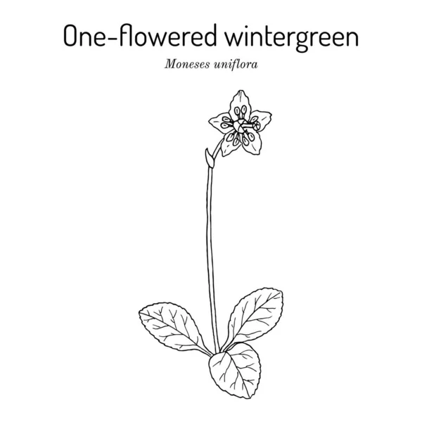 Invernadero Una Sola Flor Una Sola Delicia Moneses Uniflora Planta — Vector de stock