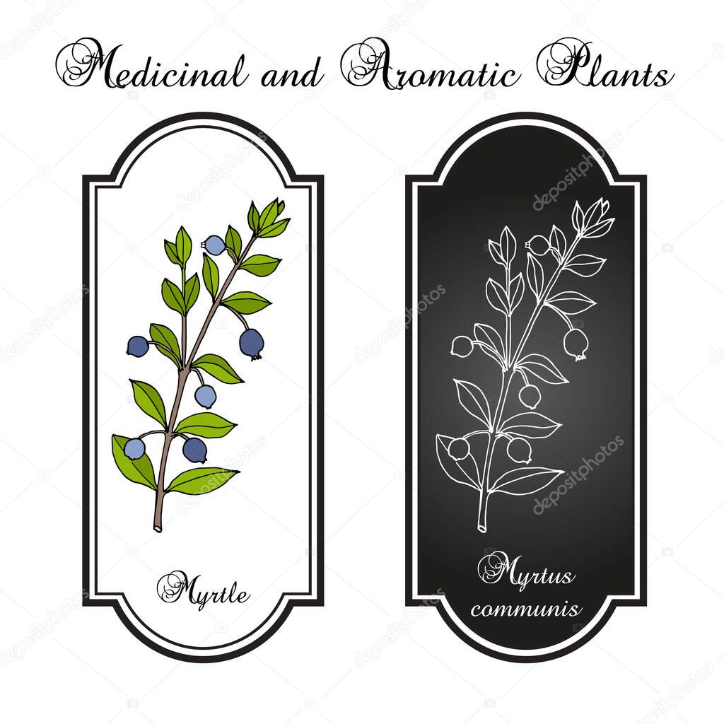 Myrtle Myrtus communis , medicinal plant. Hand drawn botanical vector illustration
