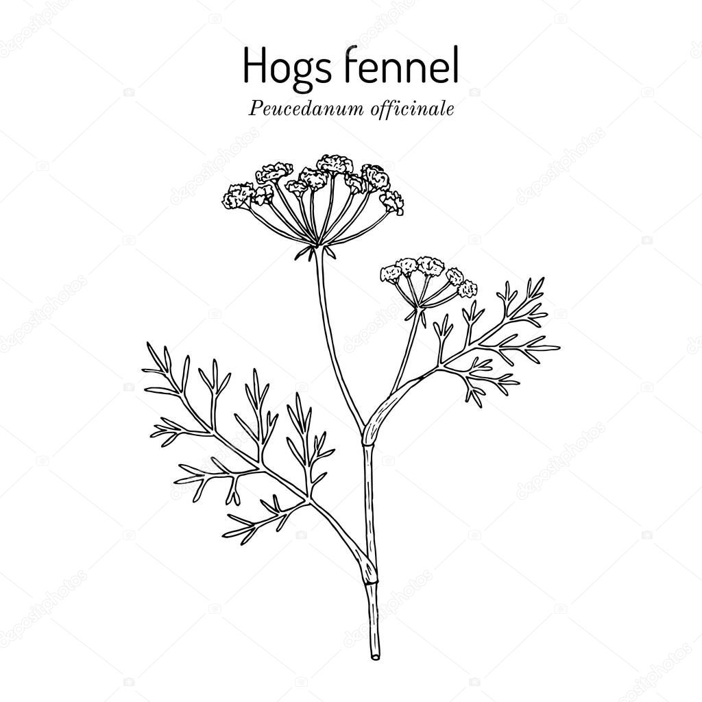 Hogs fennel, or sulphurweed Peucedanum officinale , medicinal plant. Hand drawn botanical vector illustration