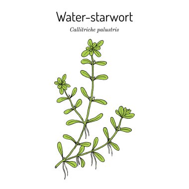 Sömürgeci su yıldızı Callitriche palustris, su bitkisi.