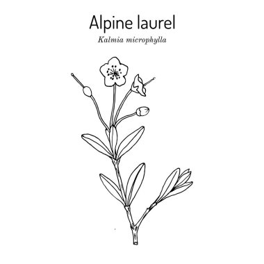 Alp ya da bataklık defne kuşu Kalmia microphylla, tıbbi bitki.