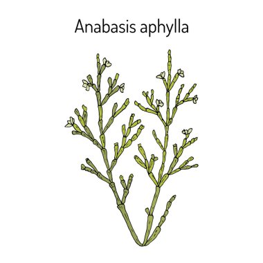 Anabasis aphylla Tıbbi bitki