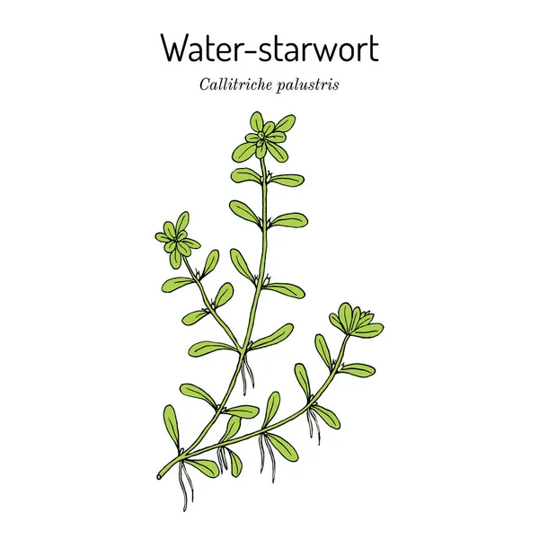 Vernal water-starwort Callitriche palustris, planta aquática — Vetor de Stock