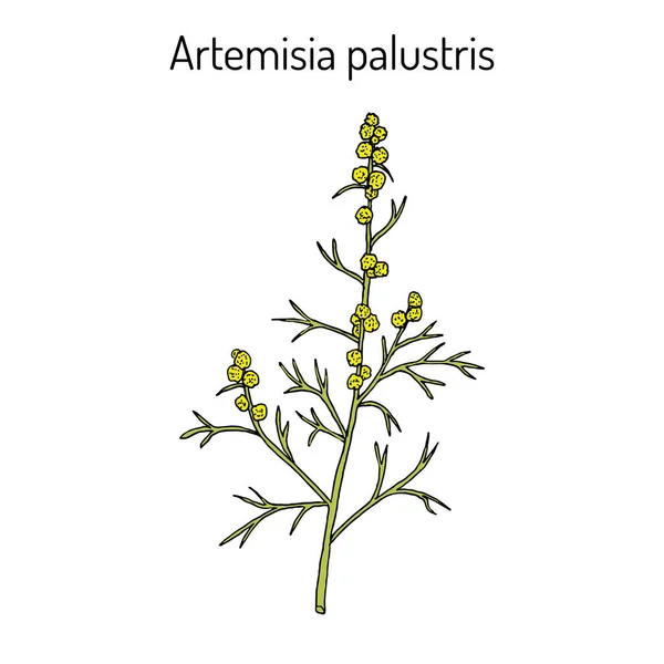 Artemisia palustris planta medicinal — Vector de stock