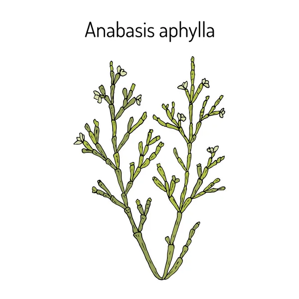 Anabasis aphylla planta medicinal — Vector de stock