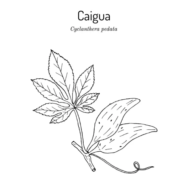Caigua Cyclanthera pedata, planta comestible y medicinal. — Vector de stock