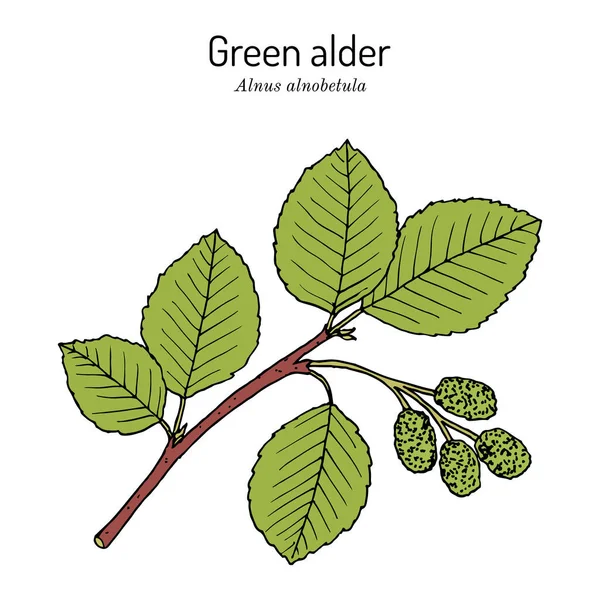 Amieiro verde Alnus alnobetula ou viridis, planta medicinal — Vetor de Stock