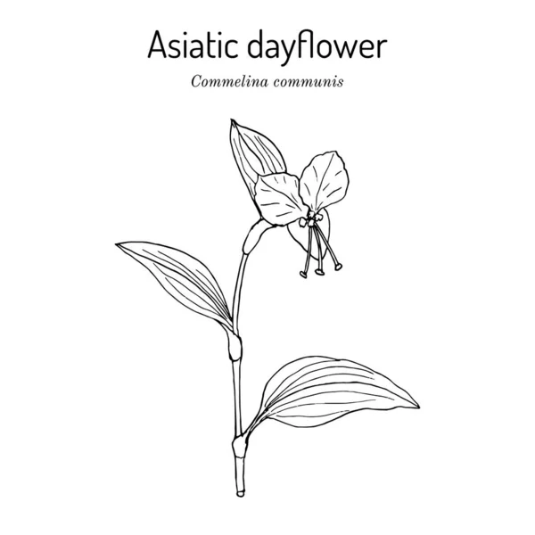 Aziatische dagbloem Commelina communis, geneeskrachtige plant — Stockvector