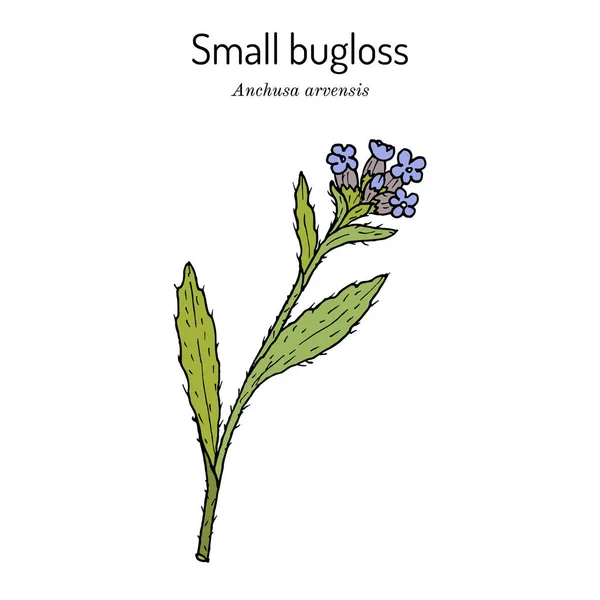 Small or annual bugloss Anchusa arvensis , medicinal plant — Stock Vector