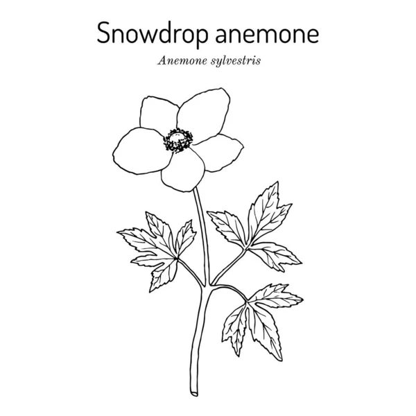 Sneeuwklokje anemoon Anemonoides sylvestris, medicinale plant — Stockvector