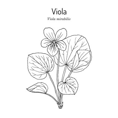 Viola Mirabilis, tıbbi bitki. El çizimi vektör illüstrasyonu