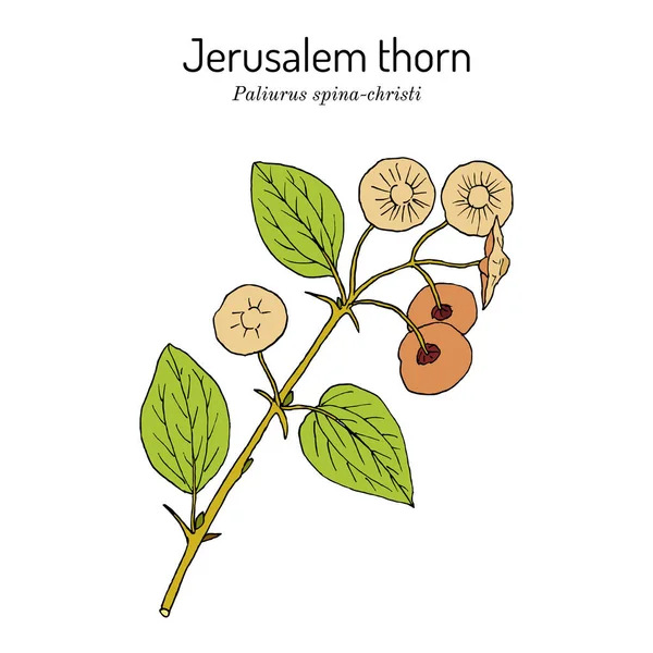 Jeruzalem doorn Paliurus spina-christi, geneeskrachtige plant — Stockvector