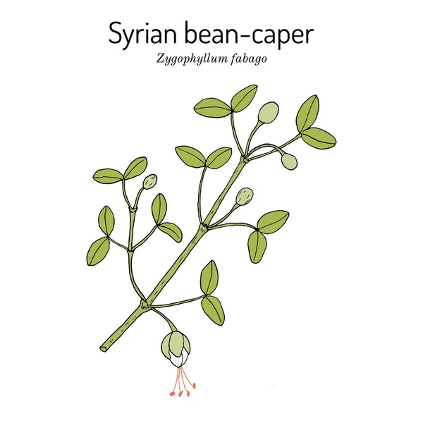 Syyrian papu-caper Zygophyllum fabago, lääkekasvi — vektorikuva