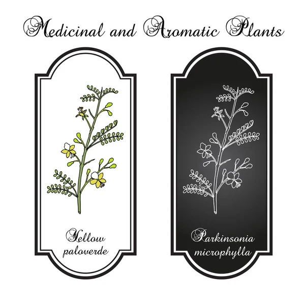 Paloverde parkinsonia microphylla, planta comestible y ornamental — Vector de stock