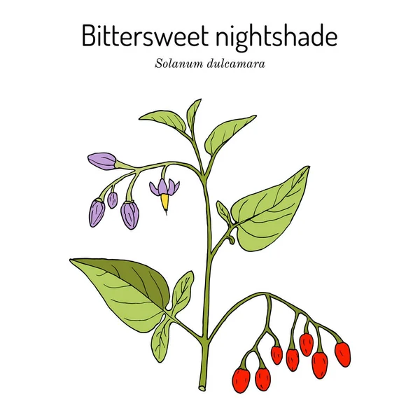 Sombra nocturna agridulce Solanum dulcamara, planta medicinal — Archivo Imágenes Vectoriales