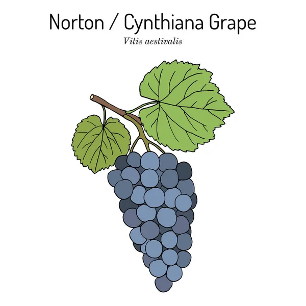 Norton eller Cynthiana grape, Vitis aestivalis, gren med blad och frukt — Stock vektor
