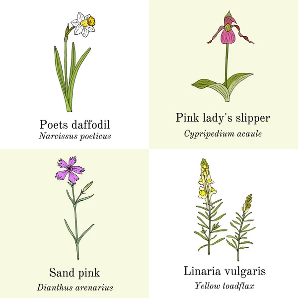 Conjunto de jardín y flores silvestres — Archivo Imágenes Vectoriales