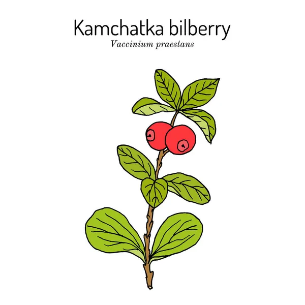 Kamchatka baga de mirtilo Vaccinium praestans, comestível e planta medicinal — Vetor de Stock