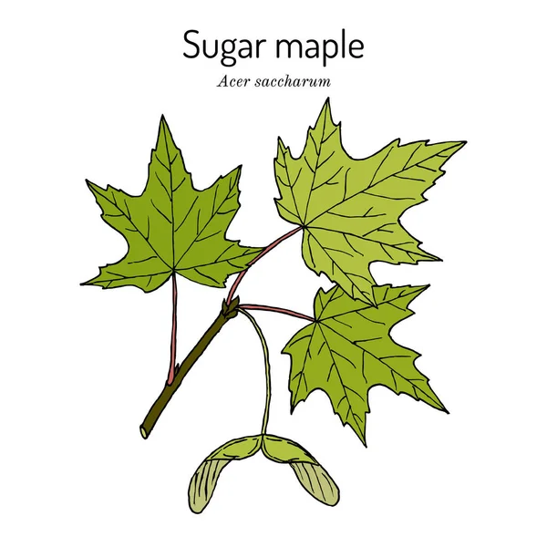 Sugar maple acer saccharum, árbol estatal de Nueva York, Vermont, Virginia Occidental, Wisconsin — Vector de stock