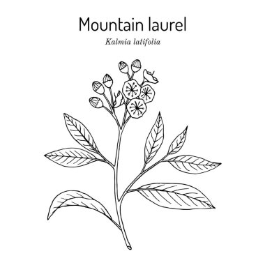 Dağ defne kuşu Kalmia latifolia, Connecticut eyalet çiçeği.