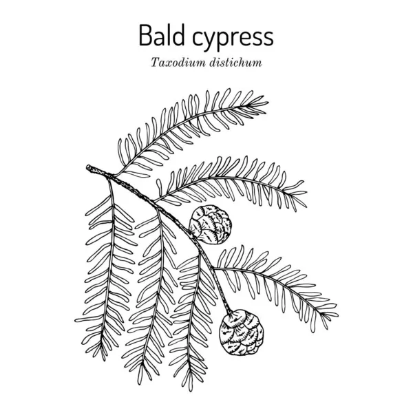 Ciprés calvo Taxodium distichum, árbol estatal de Louisiana — Vector de stock