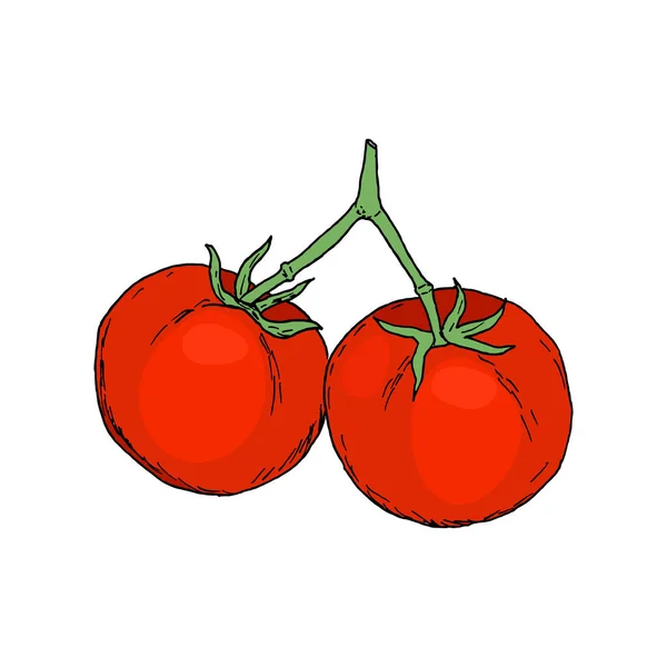 手绘番茄的集。有机生态食品 — 图库矢量图片