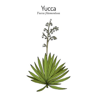 Adem iğnesi ve ipliği Yucca filamentosa, süs ve yenilebilir bitki.