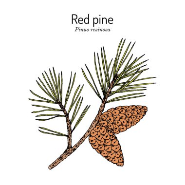 Kırmızı veya Norveç çamı Pinus resinosa, Minnesota eyaleti ağacı