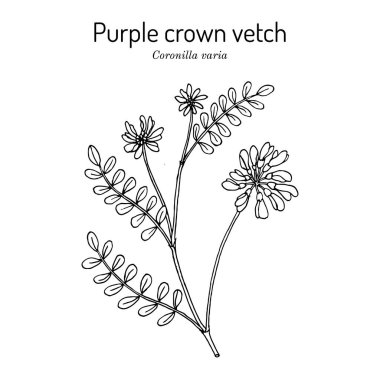 Crownvetch, ya da mor taçlı vetch securigera, ya da Pennsylvania eyalet bitkisi Coronilla Varia.