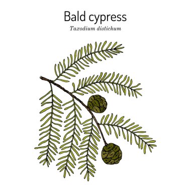 Kel selvi taksidyum distichum, Louisiana eyalet ağacı.