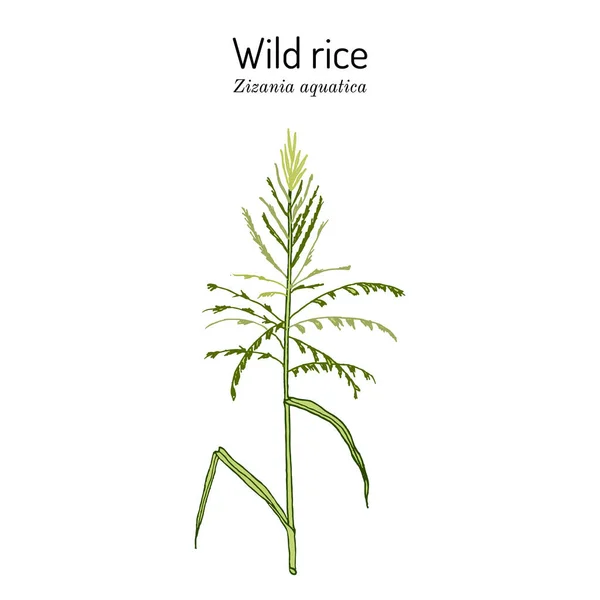 Wild rice Zizania aquatica , state grain of Minnesota — Stock Vector