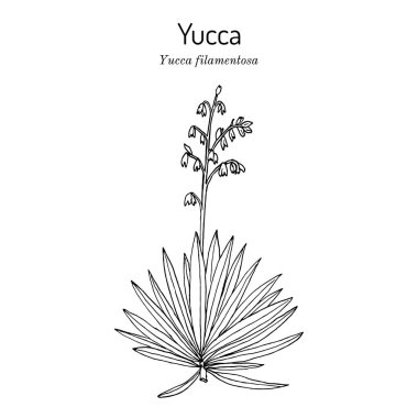 Adem iğnesi ve ipliği Yucca filamentosa, süs ve yenilebilir bitki.