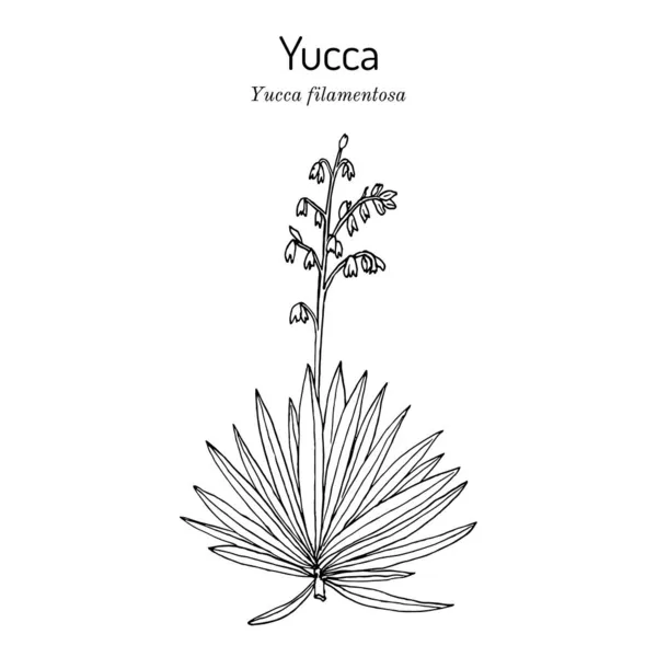 Adams Nadel und Faden Yucca filamentosa, Zier- und Speisepflanze — Stockvektor