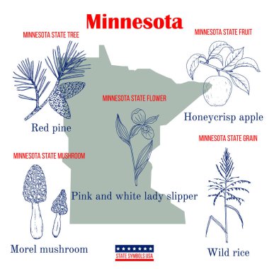 Minnesota. Set of USA official state symbols clipart