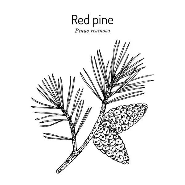 Red or Norway pine Pinus resinosa , state tree of Minnesota — стоковий вектор